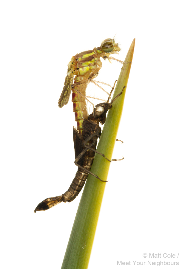 Large Red Damselfly emergence 5